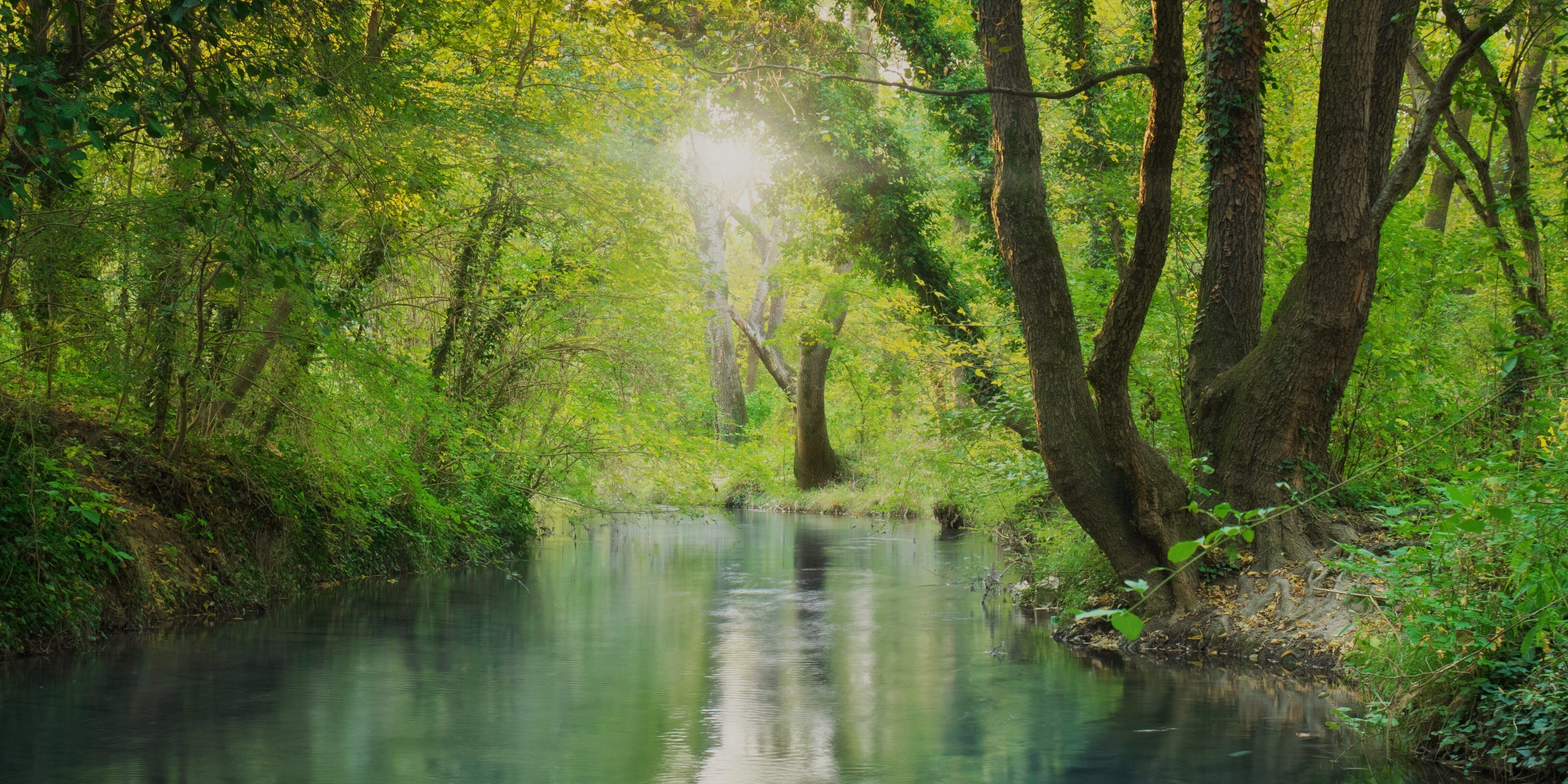 River deep in forest. Le vivant a de l'avenir