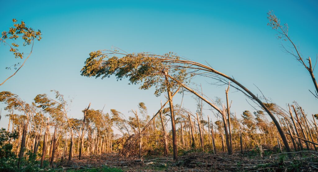 Environmental damage, deciduous forest landscape devastated after severe summer supercell storm with strong wind, selective focus