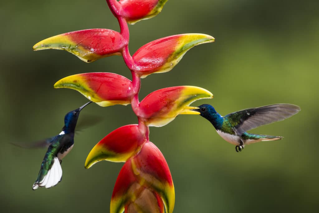 White-necked Jacobin (Florisuga mellivora aka Collared Hummingbird) Boca Tapada, Alajuela Province,