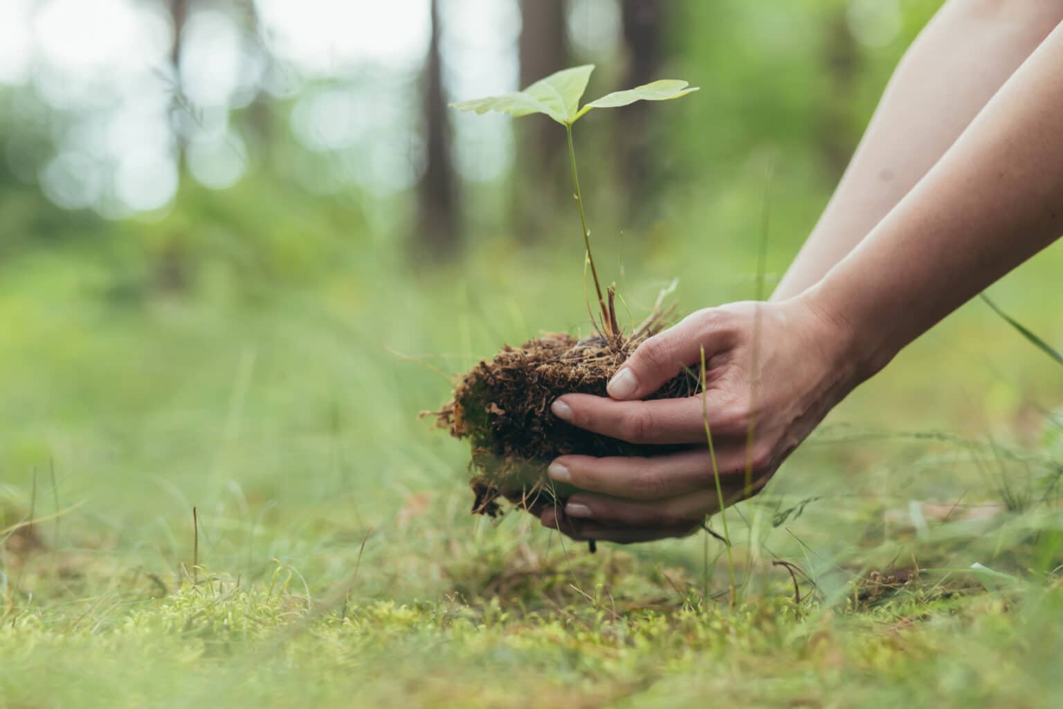 A woman plants a small oak tree in the forest, a volunteer helps to plant new trees in the forest, close-up photo